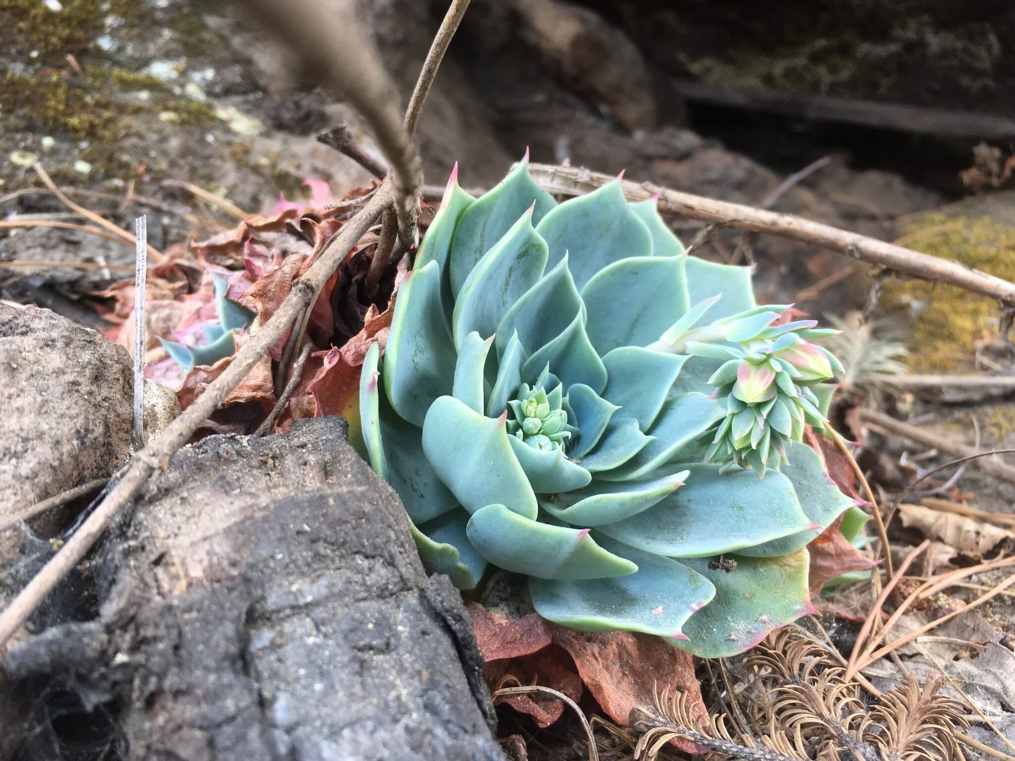Echeveria setosa var. oteroi